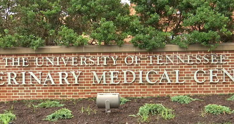 UT Veterinary Professor Named President of National Board
