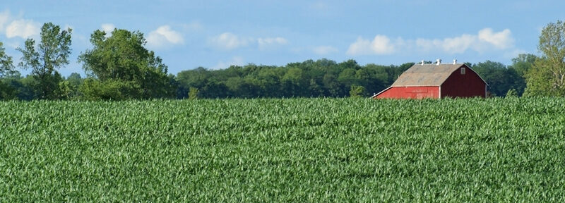 Red barn in the background behind a corn field
