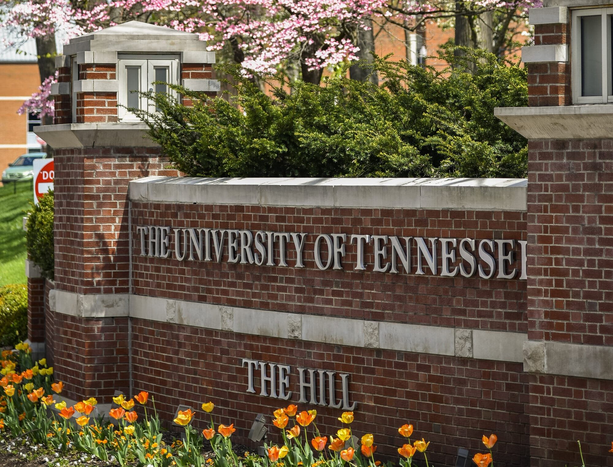 Tulips in front of UT sign on Knoxville campus