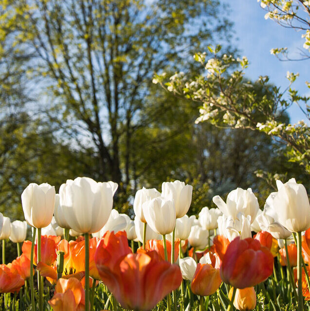 Orange and white tulips on UT campus